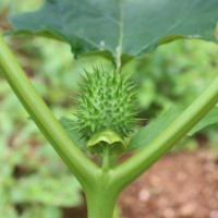 Datura stramonium L.